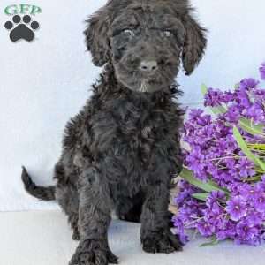 Sophie, Goldendoodle Puppy