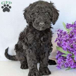 Sophie, Goldendoodle Puppy