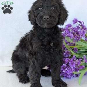 Sophie, Goldendoodle Puppy