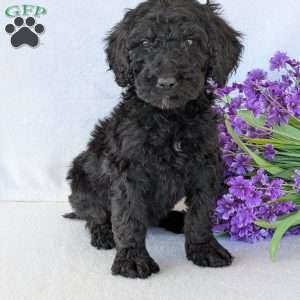 Sophie, Goldendoodle Puppy