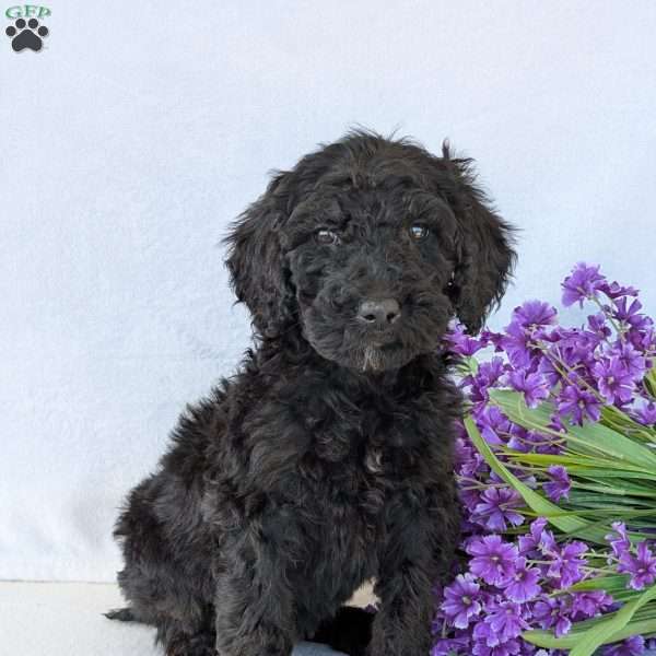 Sophie, Goldendoodle Puppy