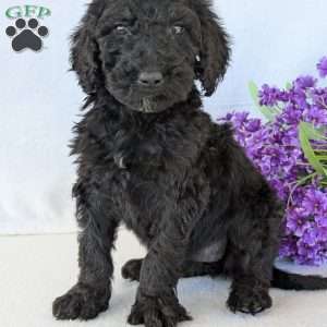 Sophie, Goldendoodle Puppy