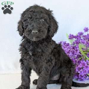 Sophie, Goldendoodle Puppy