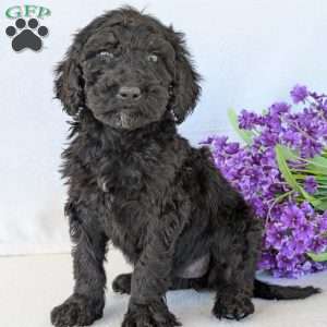 Sophie, Goldendoodle Puppy
