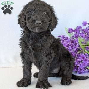 Sophie, Goldendoodle Puppy