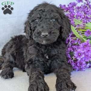 Sophie, Goldendoodle Puppy