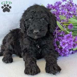 Sophie, Goldendoodle Puppy