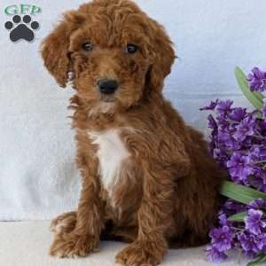 Allie, Goldendoodle Puppy