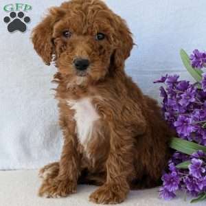 Allie, Goldendoodle Puppy