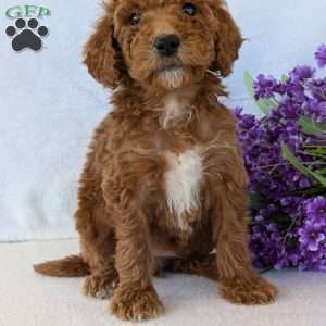 Allie, Goldendoodle Puppy