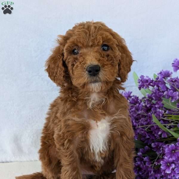 Allie, Goldendoodle Puppy