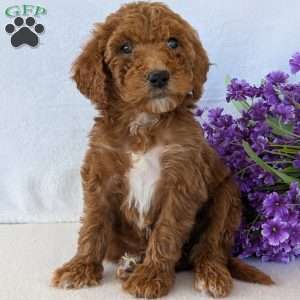 Allie, Goldendoodle Puppy