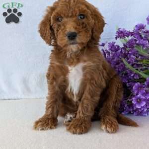 Allie, Goldendoodle Puppy