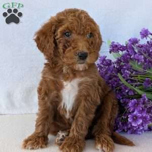 Allie, Goldendoodle Puppy