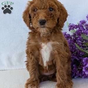 Allie, Goldendoodle Puppy