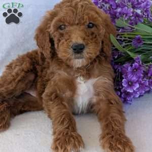Allie, Goldendoodle Puppy