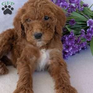 Allie, Goldendoodle Puppy