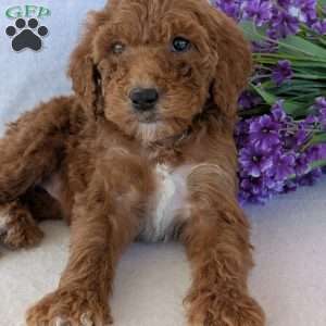 Allie, Goldendoodle Puppy