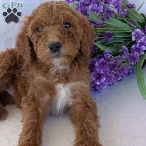Allie, Goldendoodle Puppy