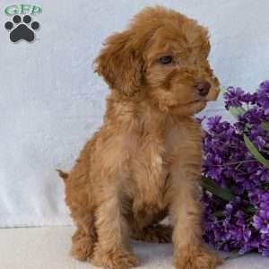 Brady, Goldendoodle Puppy