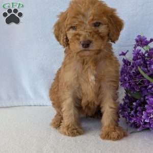 Brady, Goldendoodle Puppy