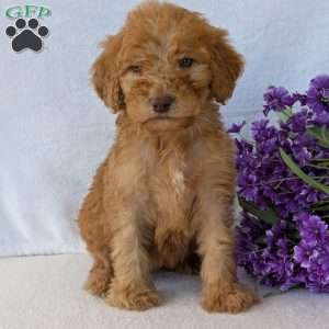 Brady, Goldendoodle Puppy