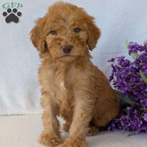 Brady, Goldendoodle Puppy