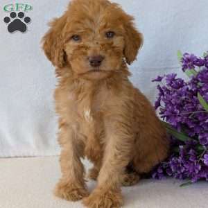Brady, Goldendoodle Puppy