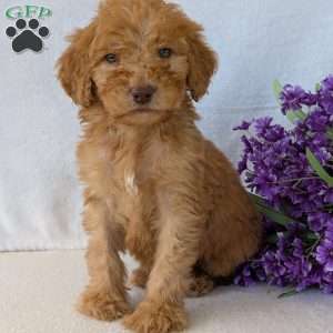 Brady, Goldendoodle Puppy