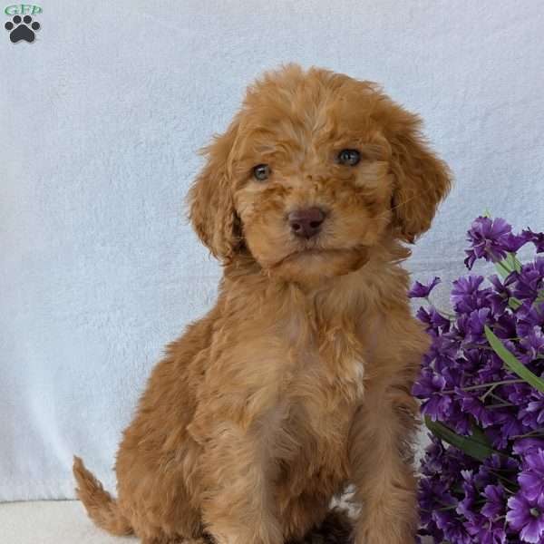 Brady, Goldendoodle Puppy