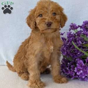 Brady, Goldendoodle Puppy