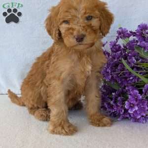 Brady, Goldendoodle Puppy