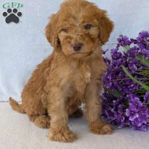 Brady, Goldendoodle Puppy