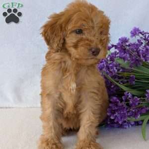 Brady, Goldendoodle Puppy