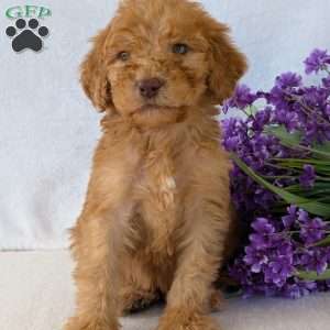 Brady, Goldendoodle Puppy