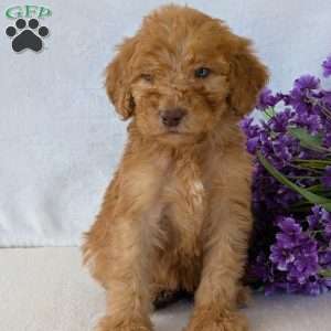 Brady, Goldendoodle Puppy