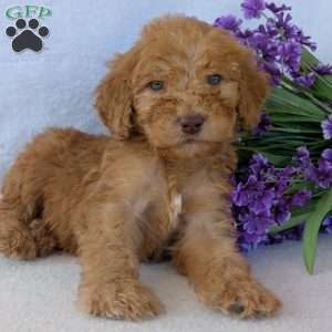 Brady, Goldendoodle Puppy