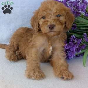 Brady, Goldendoodle Puppy