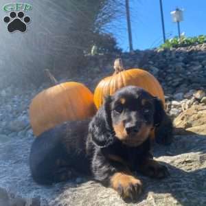 Cosmo, Dachshund Puppy