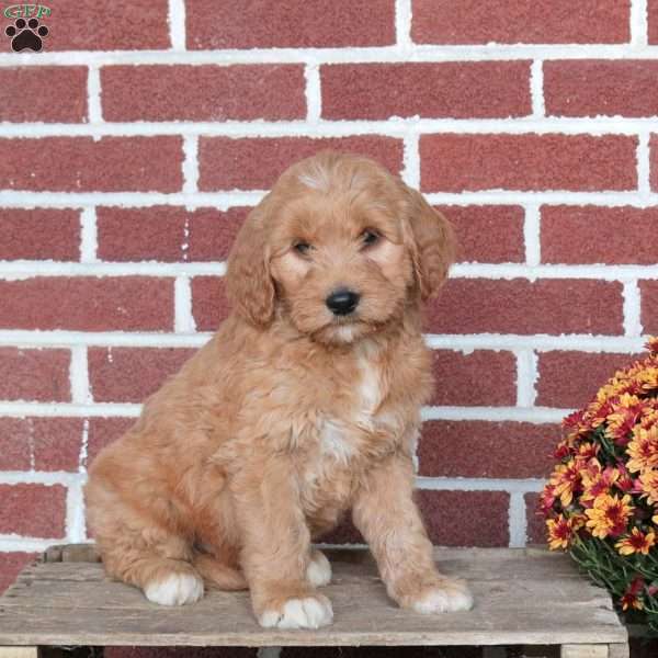 Pace, Goldendoodle Puppy