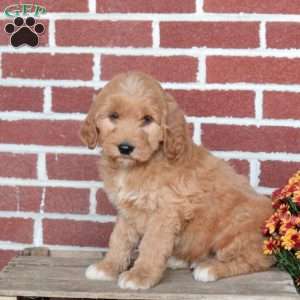 Pace, Goldendoodle Puppy