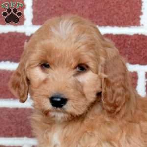 Pace, Goldendoodle Puppy