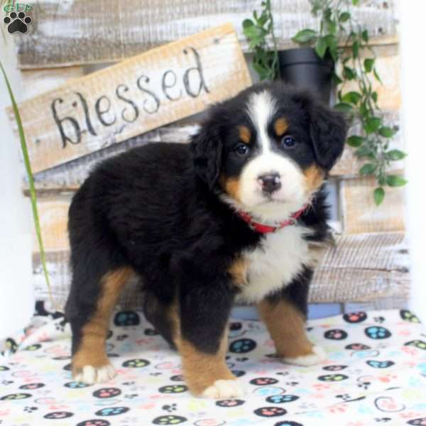 Paige, Bernese Mountain Dog Puppy