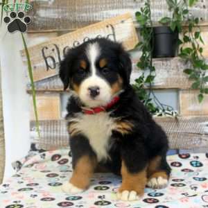 Paige, Bernese Mountain Dog Puppy
