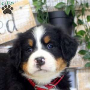 Paige, Bernese Mountain Dog Puppy
