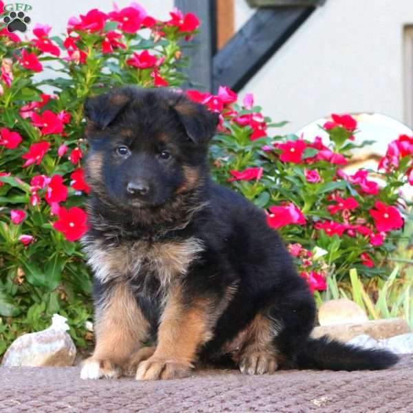 Paige, German Shepherd Puppy