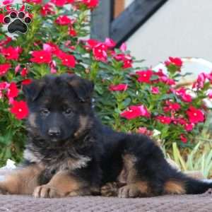 Paige, German Shepherd Puppy