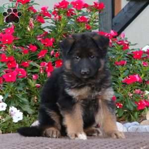 Paige, German Shepherd Puppy