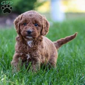 Paisley, Golden Cavadoodle Puppy