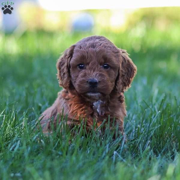 Paisley, Golden Cavadoodle Puppy